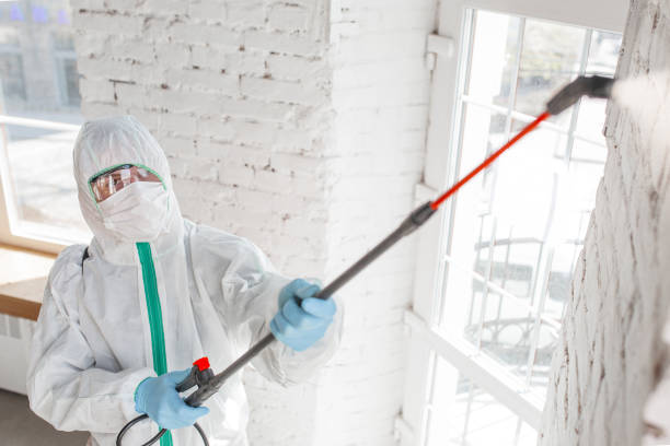 Best Mold Damage Restoration  in New Windsor, MD